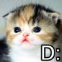 sad_kitty_avatar_picture_42166.jpg